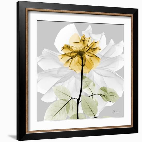 Rose in Gold 2-Albert Koetsier-Framed Photographic Print