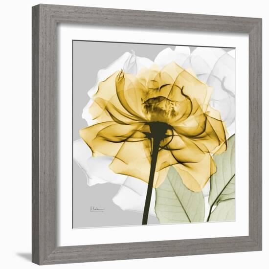 Rose in Gold 4-Albert Koetsier-Framed Art Print