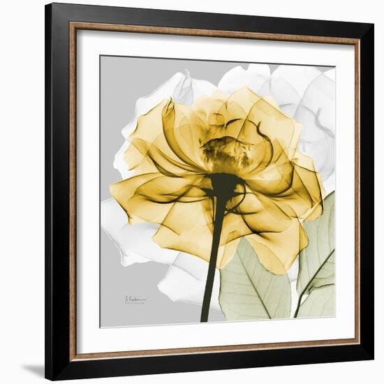 Rose in Gold 4-Albert Koetsier-Framed Art Print