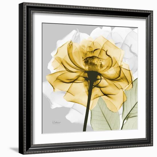 Rose in Gold 4-Albert Koetsier-Framed Art Print