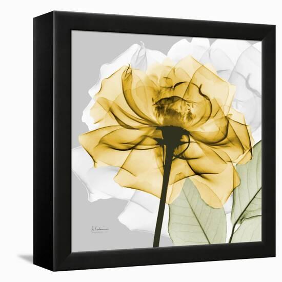 Rose in Gold 4-Albert Koetsier-Framed Stretched Canvas