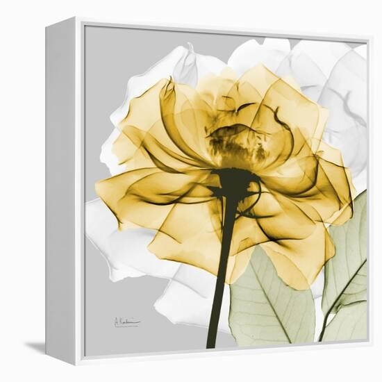 Rose in Gold 4-Albert Koetsier-Framed Stretched Canvas