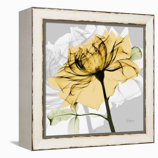 Rose in Gold 5-Albert Koetsier-Framed Stretched Canvas