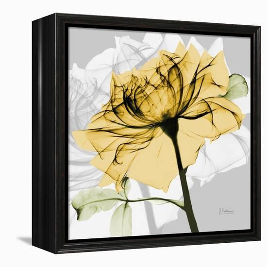 Rose in Gold 5-Albert Koetsier-Framed Stretched Canvas