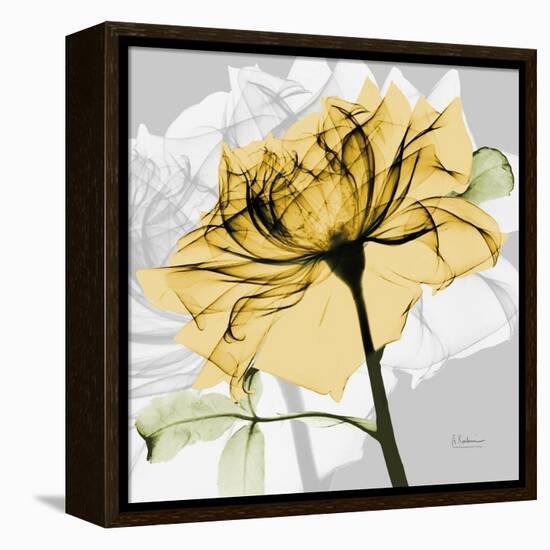 Rose in Gold 5-Albert Koetsier-Framed Stretched Canvas