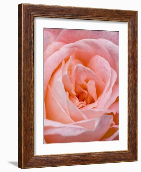 Rose, International Rose Test Garden, Portland, Oregon.-William Sutton-Framed Photographic Print