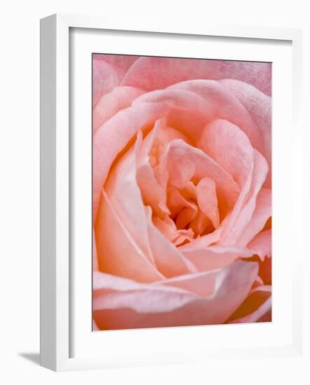 Rose, International Rose Test Garden, Portland, Oregon.-William Sutton-Framed Photographic Print