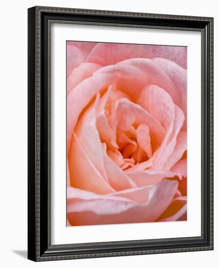 Rose, International Rose Test Garden, Portland, Oregon.-William Sutton-Framed Photographic Print