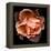 Rose Just Joey-Magda Indigo-Framed Premier Image Canvas