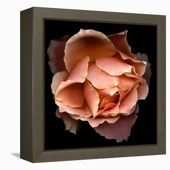 Rose Just Joey-Magda Indigo-Framed Premier Image Canvas