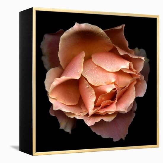 Rose Just Joey-Magda Indigo-Framed Premier Image Canvas