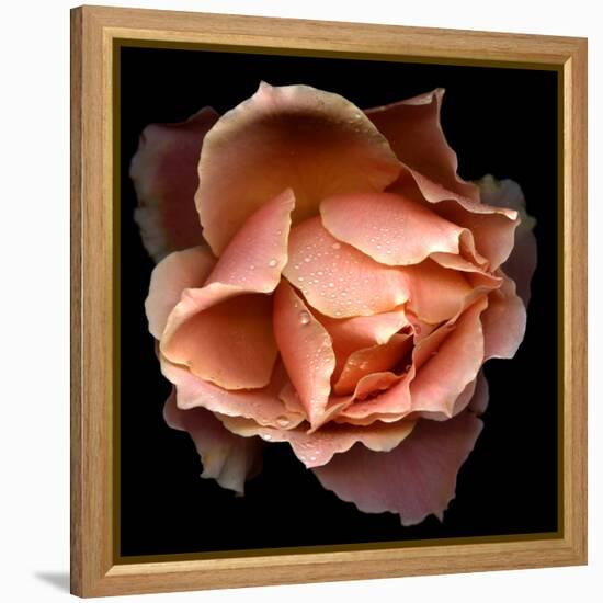 Rose Just Joey-Magda Indigo-Framed Stretched Canvas