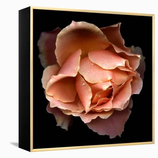 Rose Just Joey-Magda Indigo-Framed Stretched Canvas