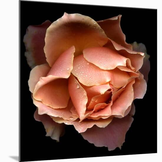 Rose Just Joey-Magda Indigo-Mounted Premium Photographic Print