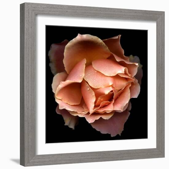 Rose Just Joey-Magda Indigo-Framed Photographic Print