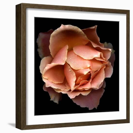 Rose Just Joey-Magda Indigo-Framed Photographic Print