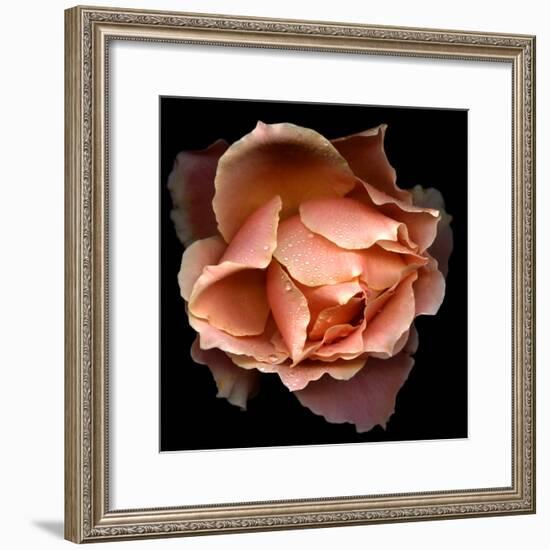 Rose Just Joey-Magda Indigo-Framed Photographic Print