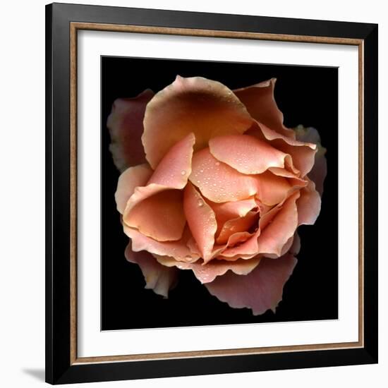 Rose Just Joey-Magda Indigo-Framed Photographic Print