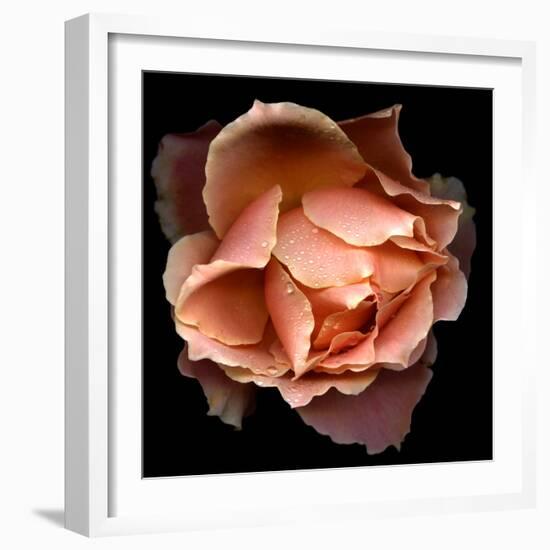 Rose Just Joey-Magda Indigo-Framed Photographic Print