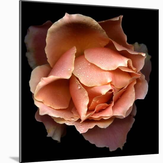 Rose Just Joey-Magda Indigo-Mounted Photographic Print