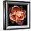 Rose Just Joey-Magda Indigo-Framed Photographic Print