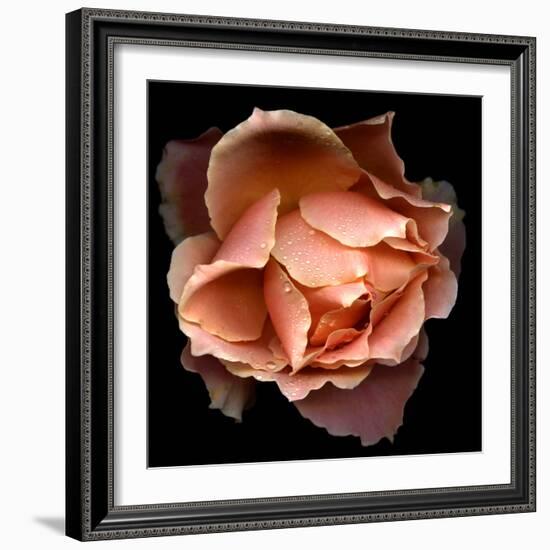 Rose Just Joey-Magda Indigo-Framed Photographic Print