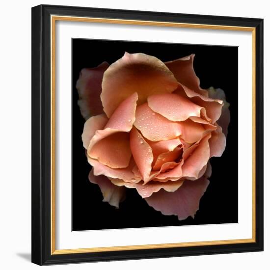 Rose Just Joey-Magda Indigo-Framed Photographic Print