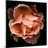 Rose Just Joey-Magda Indigo-Mounted Photographic Print