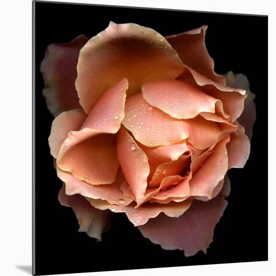 Rose Just Joey-Magda Indigo-Mounted Photographic Print