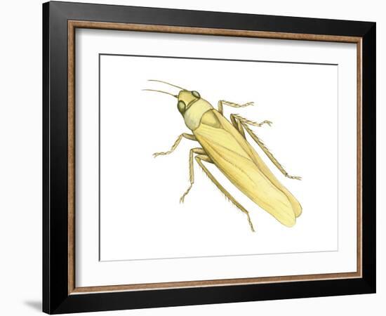 Rose Leafhopper (Typhlocyba Rosae), Insects-Encyclopaedia Britannica-Framed Art Print