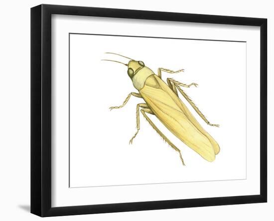 Rose Leafhopper (Typhlocyba Rosae), Insects-Encyclopaedia Britannica-Framed Art Print