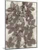 Rose Leaves-Kathryn Phillips-Mounted Art Print