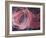 Rose Light II-Charles McMullen-Framed Art Print