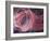 Rose Light II-Charles McMullen-Framed Art Print