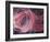 Rose Light II-Charles McMullen-Framed Art Print