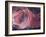 Rose Light II-Charles McMullen-Framed Art Print