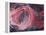 Rose Light II-Charles McMullen-Framed Stretched Canvas