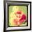 Rose Mist-Irene Suchocki-Framed Giclee Print