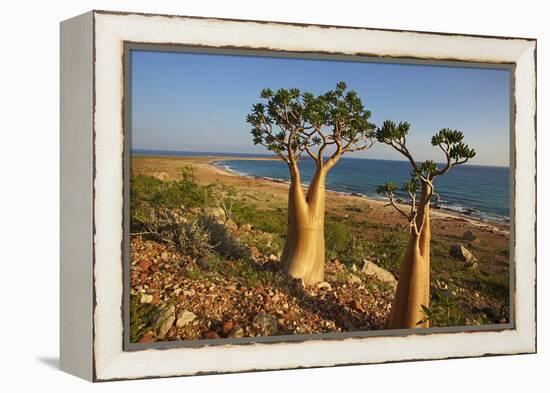 Rose of Desert (Adenium Obesum Ssp. Sokotranum), Dihamri Beach, Socotra Island, Yemen, Middle East-Bruno Morandi-Framed Premier Image Canvas