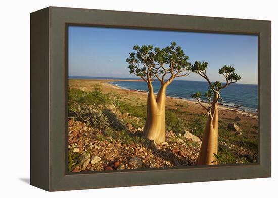 Rose of Desert (Adenium Obesum Ssp. Sokotranum), Dihamri Beach, Socotra Island, Yemen, Middle East-Bruno Morandi-Framed Premier Image Canvas