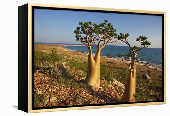 Rose of Desert (Adenium Obesum Ssp. Sokotranum), Dihamri Beach, Socotra Island, Yemen, Middle East-Bruno Morandi-Framed Premier Image Canvas