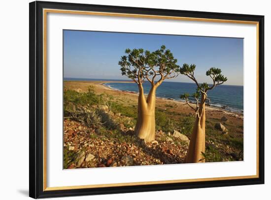 Rose of Desert (Adenium Obesum Ssp. Sokotranum), Dihamri Beach, Socotra Island, Yemen, Middle East-Bruno Morandi-Framed Photographic Print