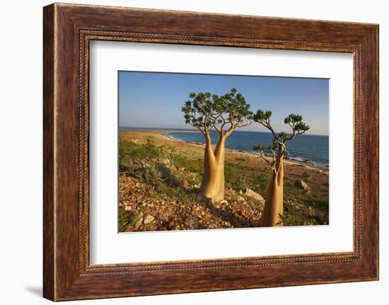 Rose of Desert (Adenium Obesum Ssp. Sokotranum), Dihamri Beach, Socotra Island, Yemen, Middle East-Bruno Morandi-Framed Photographic Print