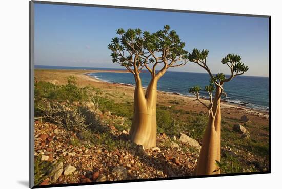 Rose of Desert (Adenium Obesum Ssp. Sokotranum), Dihamri Beach, Socotra Island, Yemen, Middle East-Bruno Morandi-Mounted Photographic Print
