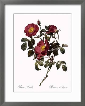 Rose Of Love Giclee Print Pierre Joseph Redoute Art Com