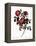 Rose of Love-Pierre Joseph Redoute-Framed Premier Image Canvas