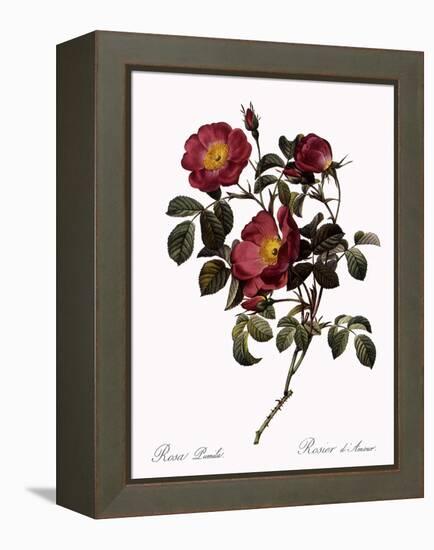 Rose of Love-Pierre Joseph Redoute-Framed Premier Image Canvas