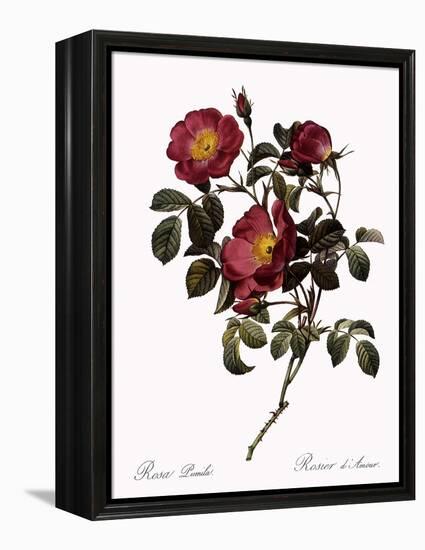 Rose of Love-Pierre Joseph Redoute-Framed Premier Image Canvas