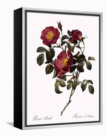 Rose of Love-Pierre Joseph Redoute-Framed Premier Image Canvas