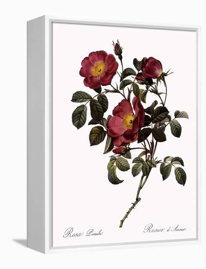 Rose of Love-Pierre Joseph Redoute-Framed Premier Image Canvas